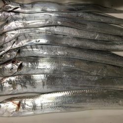 太刀魚いい感じ